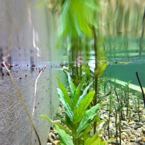 biofiltro de ecopiscina