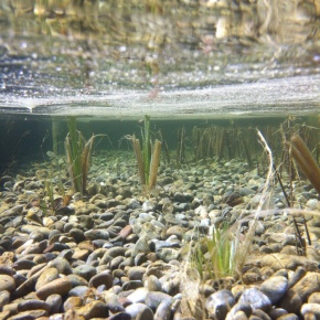 la primavera y las piscinas naturalizadas