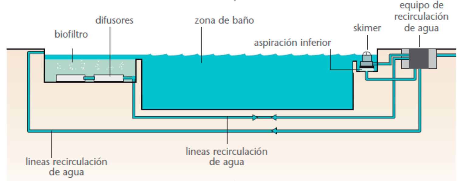 construccion de piscinas naturales