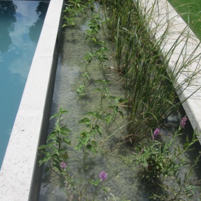 inspiracion piscina naturalizada aragrup
