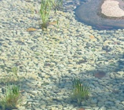 sustratos para filtrado en piscinas naturales